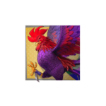 rooster-rumble-h-cockdark